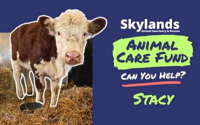 Skylands Animal Sanctuary and Rescue