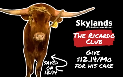 Skylands Animal Sanctuary and Rescue