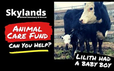 Skylands Animal Sanctuary and Rescue