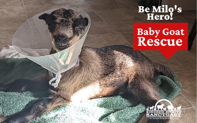 Kindred Spirits Sanctuary