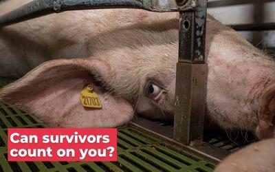 Luvin Arms Animal Sanctuary