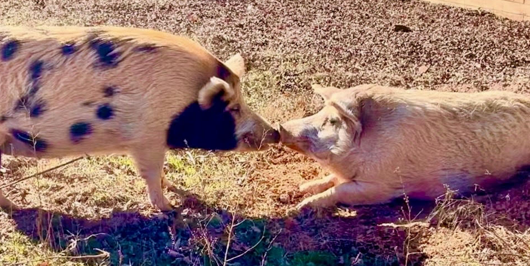 Full Circle Farm Sanctuary