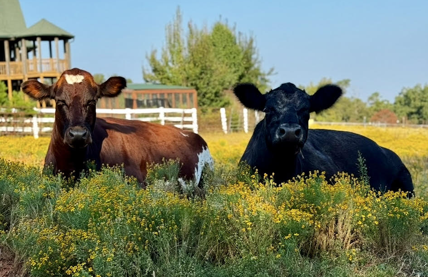 Full Circle Farm Sanctuary
