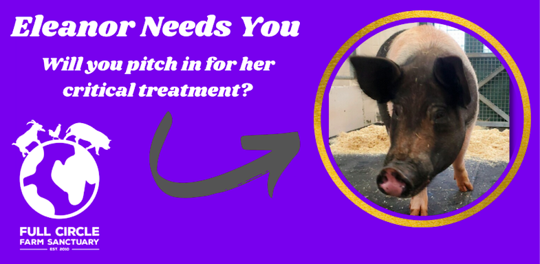 Full Circle Farm Sanctuary