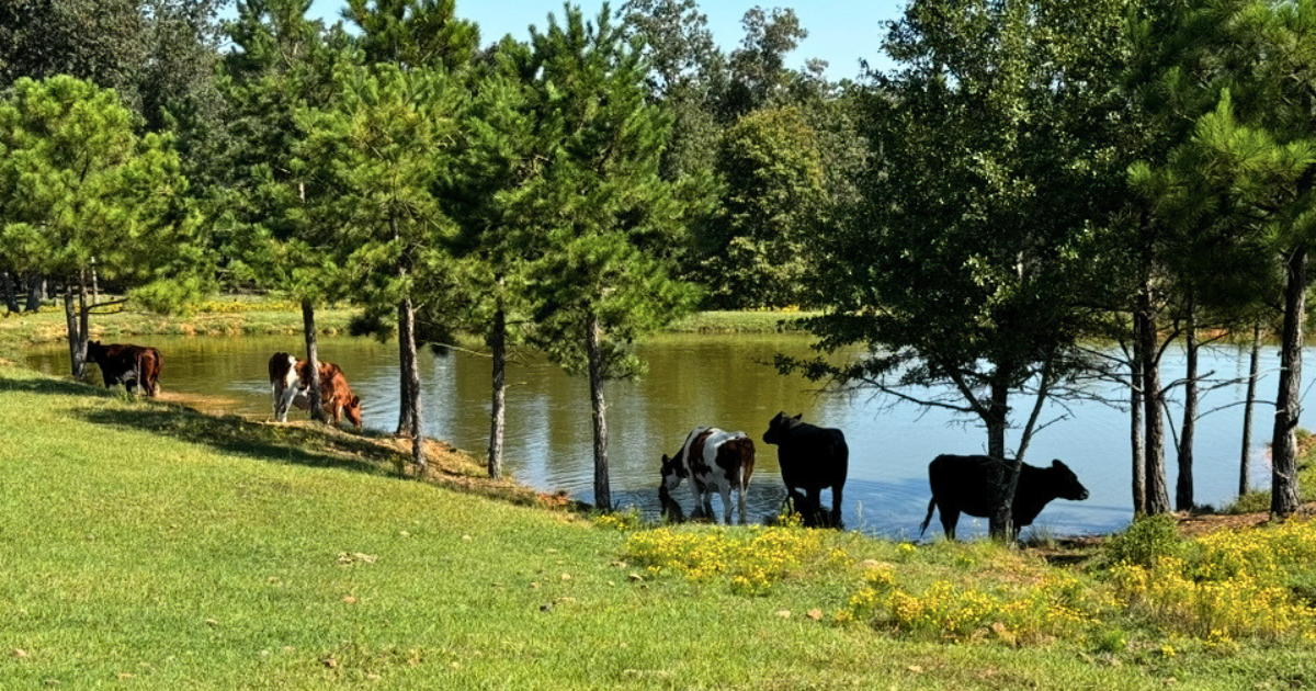 Full Circle Farm Sanctuary