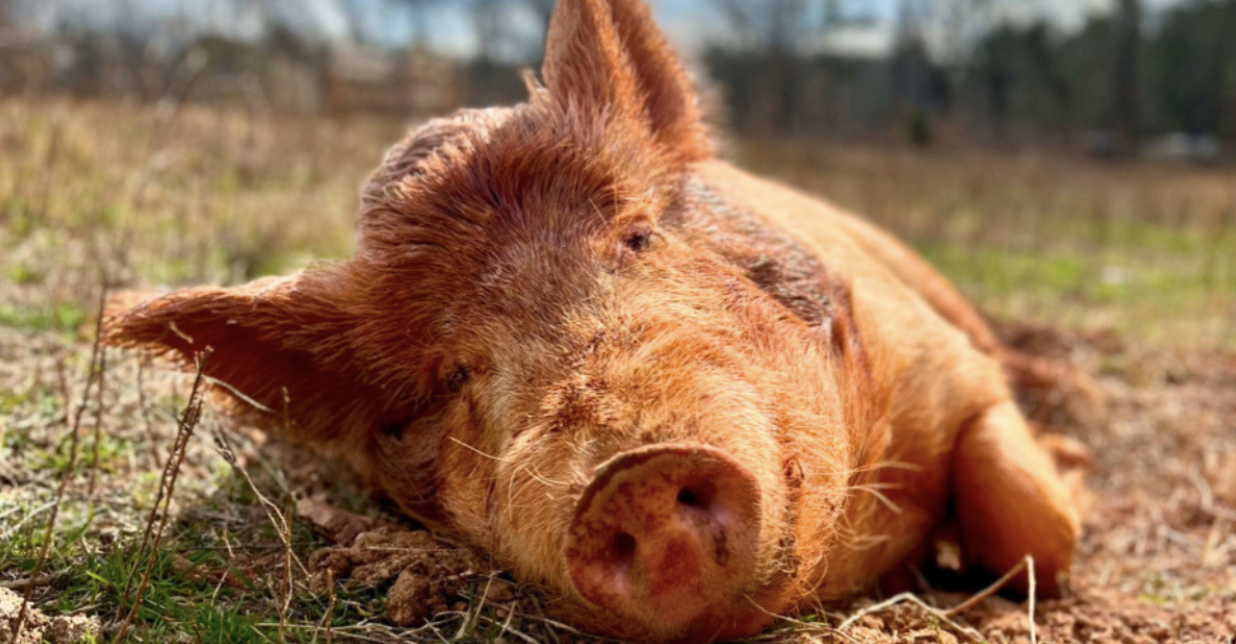 Full Circle Farm Sanctuary