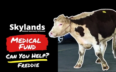 Skylands Animal Sanctuary and Rescue